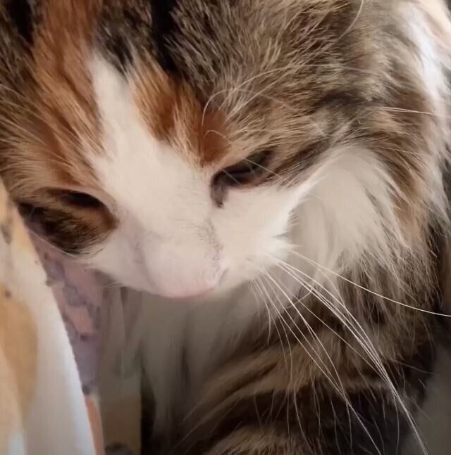 ねこ　ライカちゃん