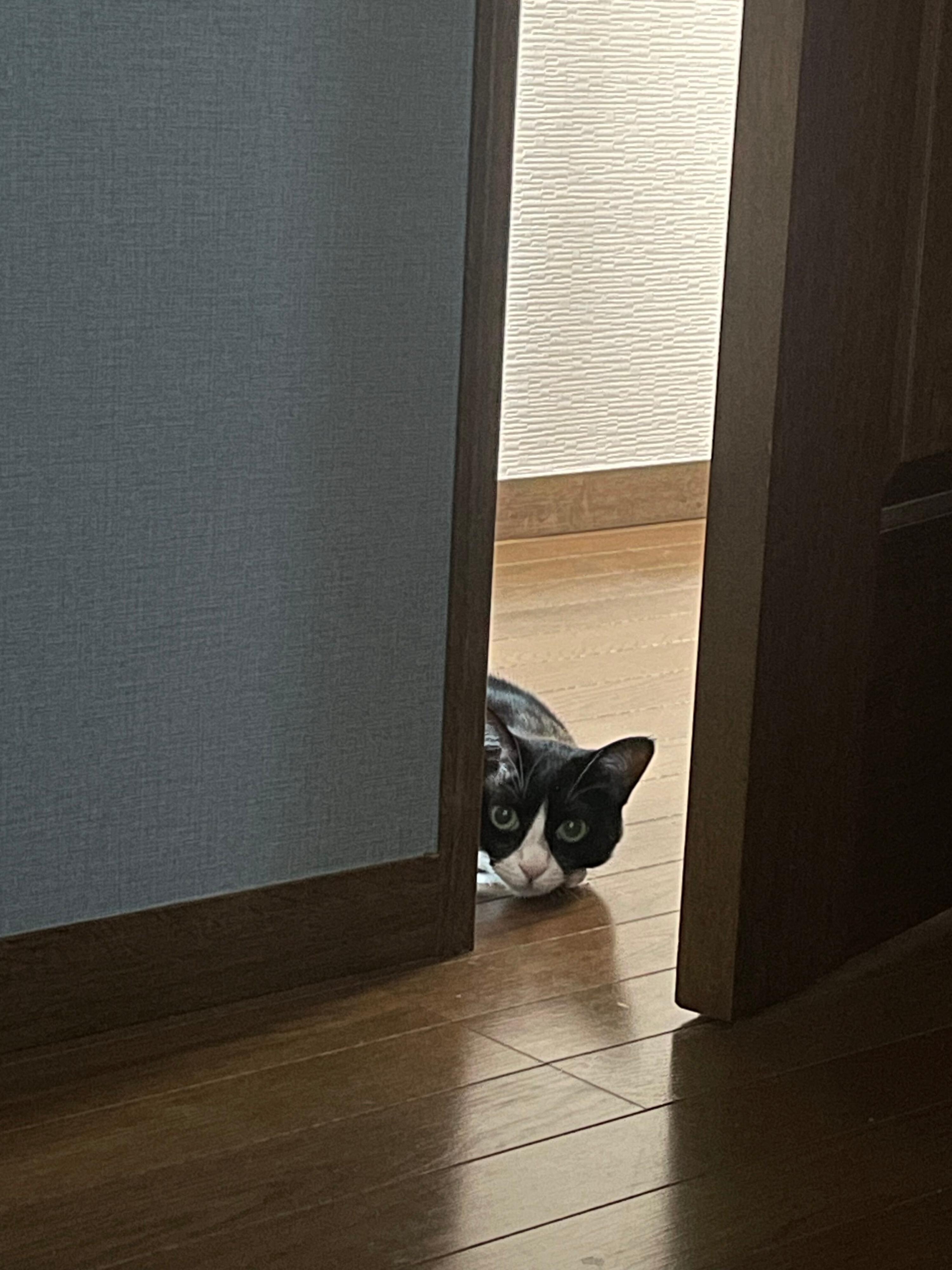 飼い主さんが目撃した光景