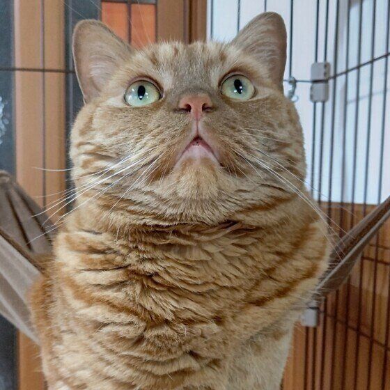 見上げるアメリカンショートヘア