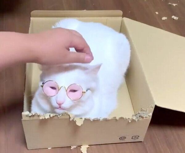 サングラスをかけるハク様