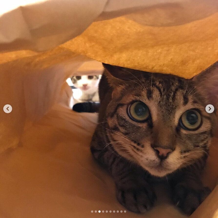 100均の猫トンネルであそぶまるちゃん