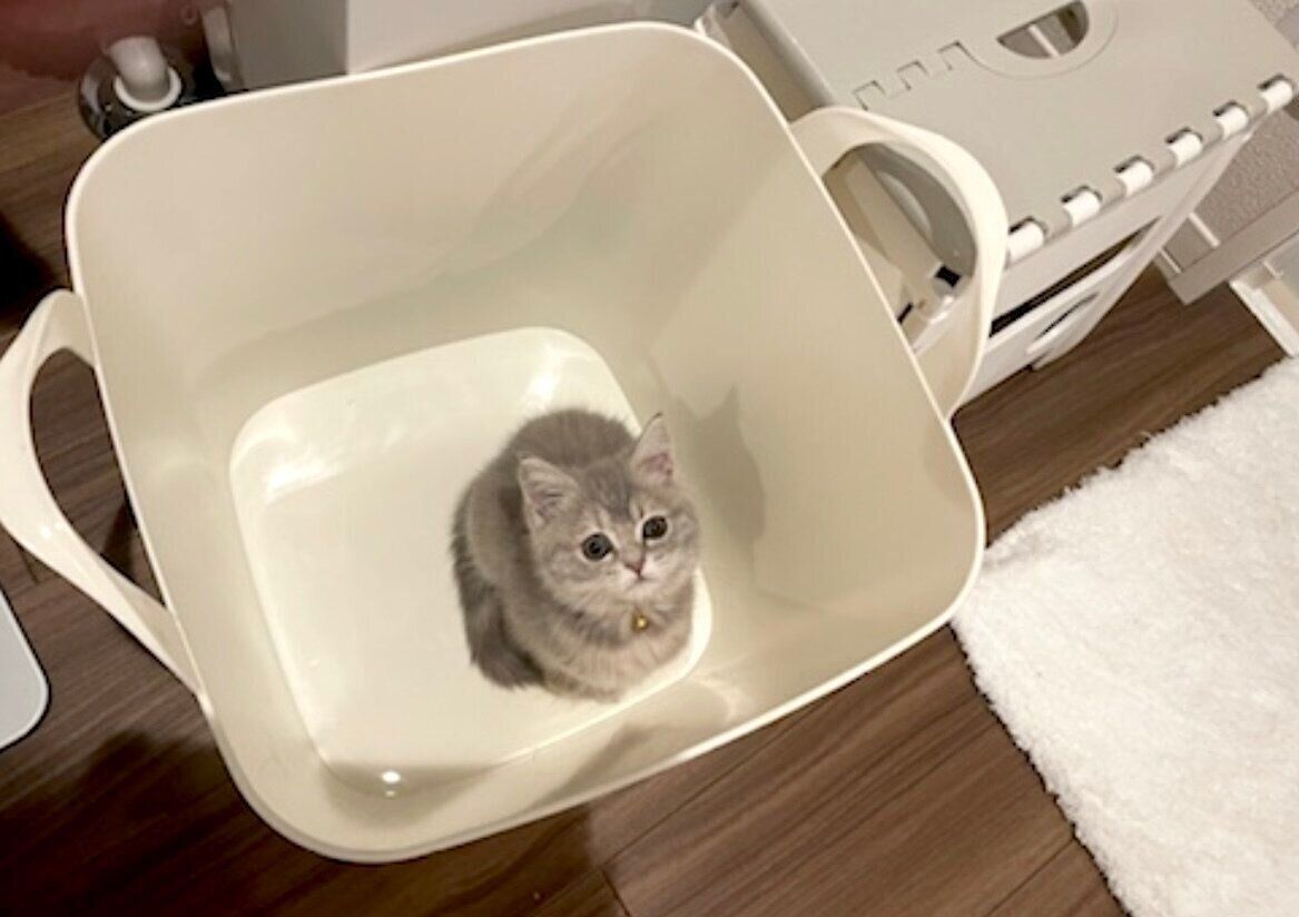 洗濯カゴの中に入るおんぷちゃん