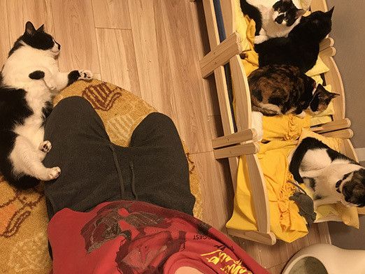 幸せすぎる…猫マスターの “のほほん”な日常