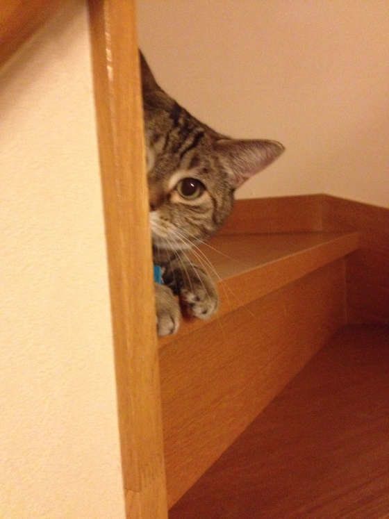 Hokuleaちゃんのかくれんぼ