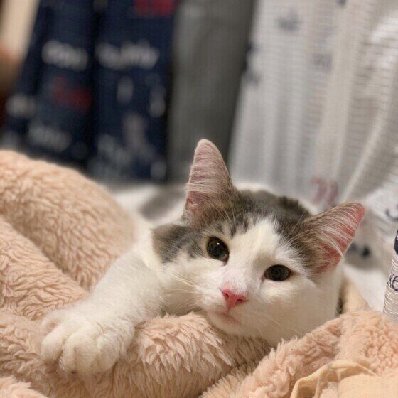 まったりするノルウェージアンフォレストキャット