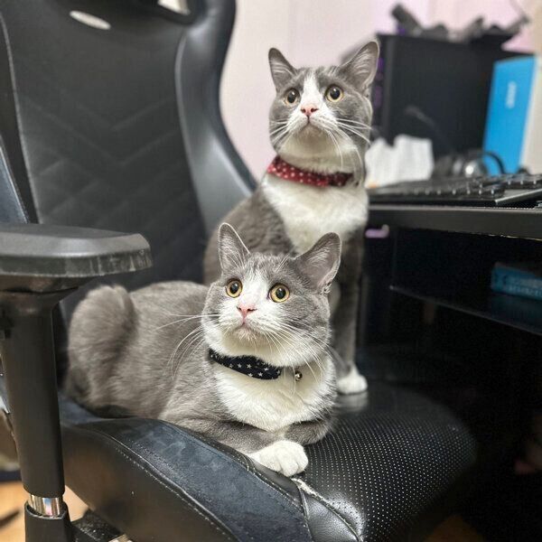 飼い主さんの椅子に座るしらたまくん、ごましおくん