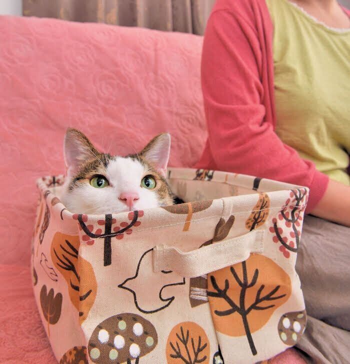 飼い主さんの横でお気に入りのボックスに入る猫