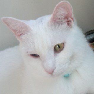 画像／2020年5月号「ねこの病気、そこが知りたい」