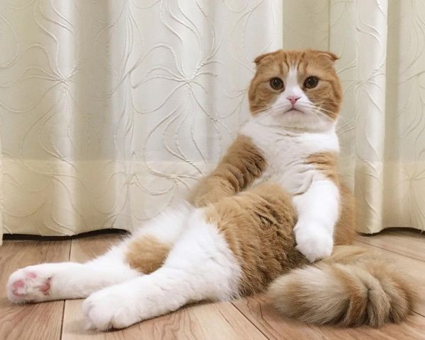 夕涼み風に座る猫