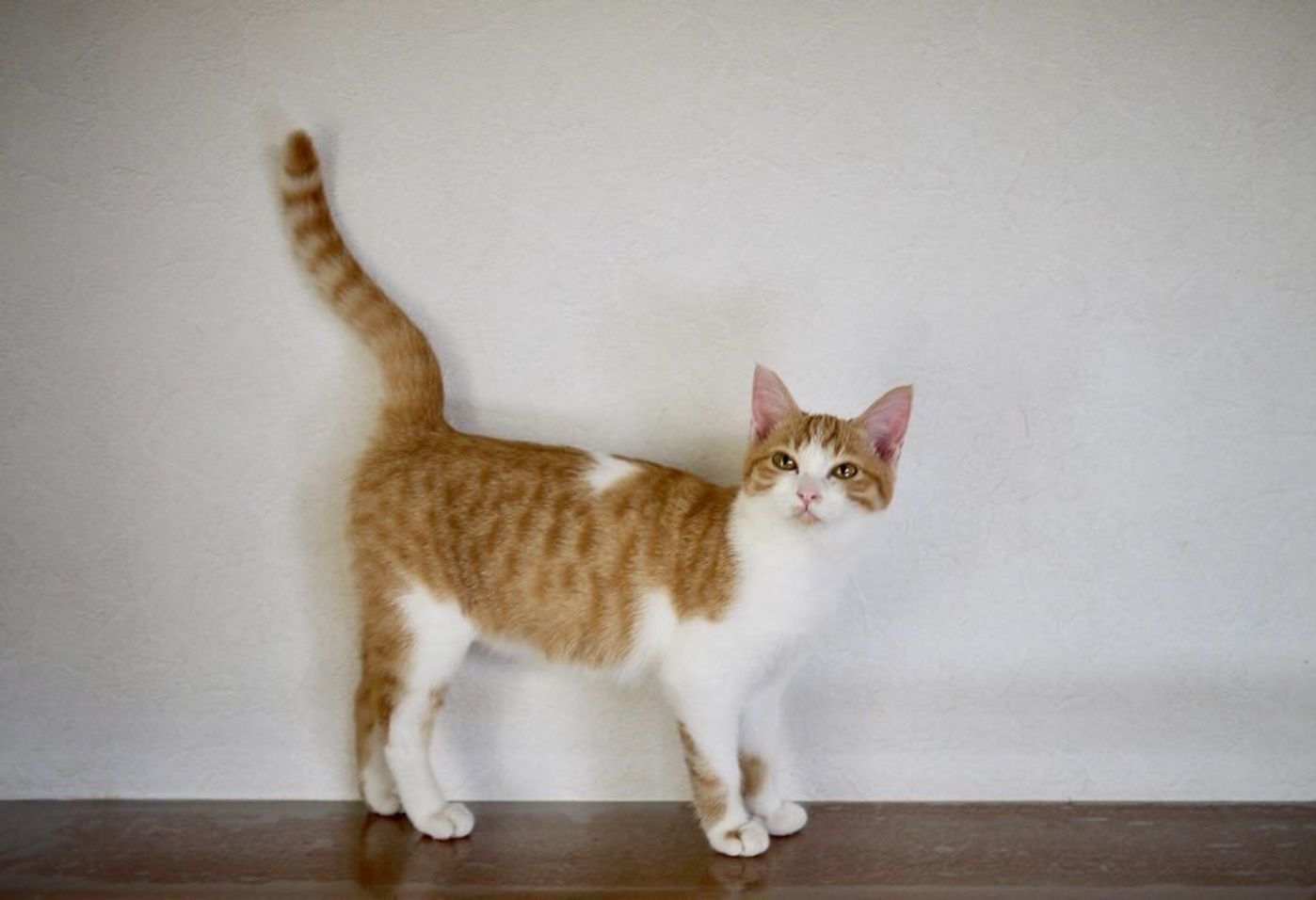 猫のしっぽに表れる感情をチェック 先だけを動かすのってどんな気持ちか知ってる ねこのきもちweb Magazine 猫のしっぽに表れる感情をチェック 先だけを動かすのってどんな気持ちか知ってる ねこのきもちweb Magazine
