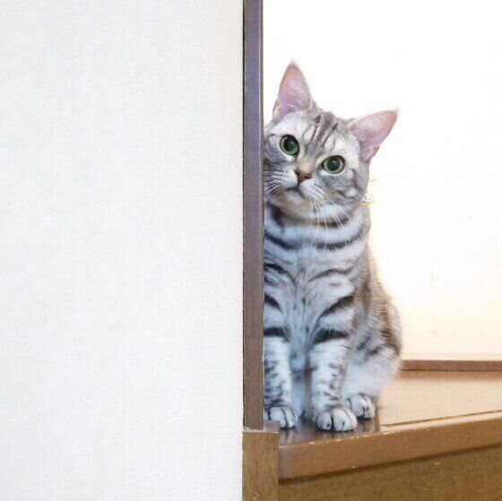 アメリカンショートヘアのうめちゃん