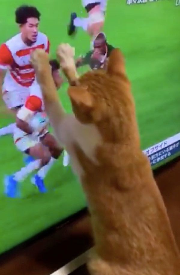 ラグビーに夢中になる猫