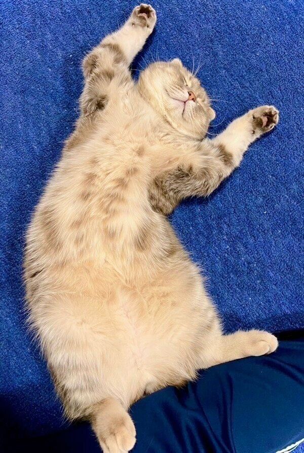 ヘソ天ポーズでまったりするまんぼうくん