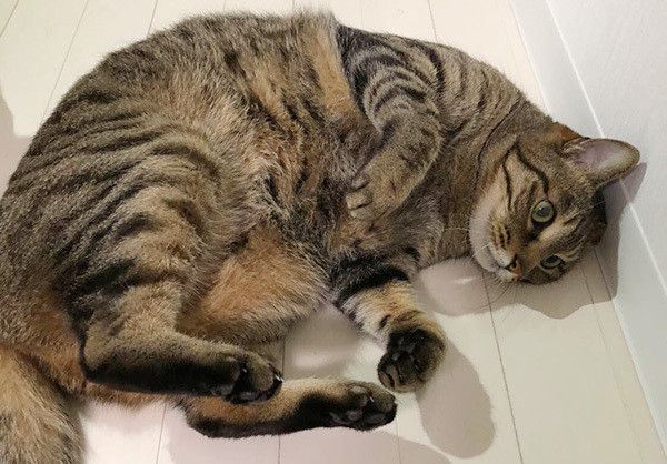 ゴロゴロする猫