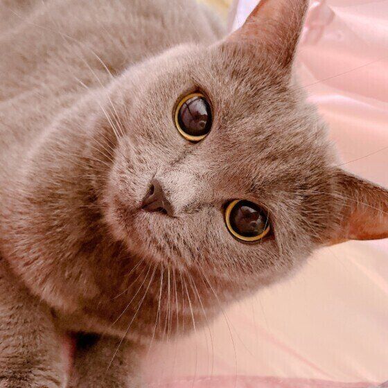 目がまんまるなブリティッシュSのジルちゃん