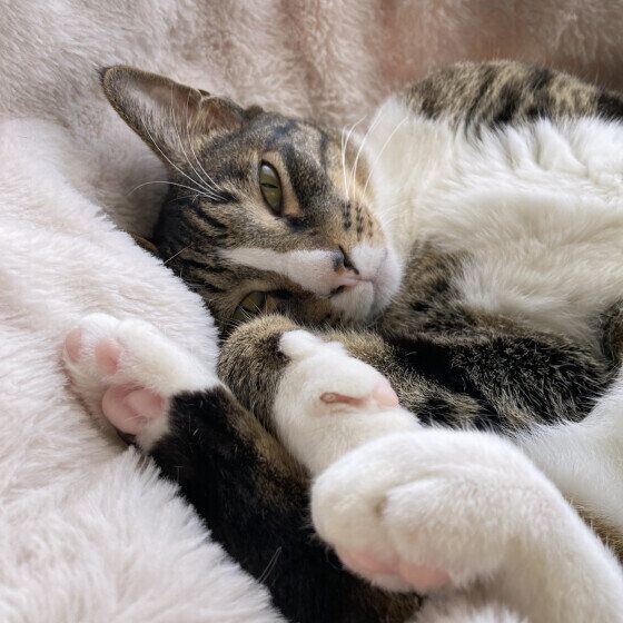 MIX　サバトラ　ラー  