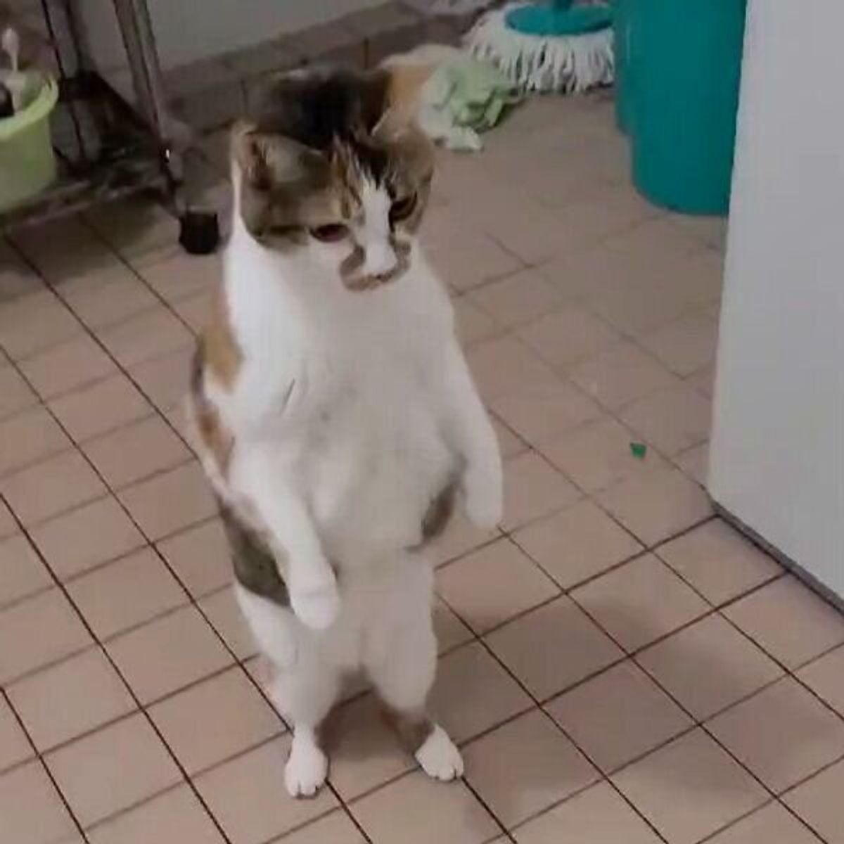 おやつだと思ったら 入浴剤 だった 驚きのあまり二度見する猫がおもしろ可愛い ねこのきもちweb Magazine おやつだと思ったら 入浴剤 だった 驚きのあまり二度見する猫がおもしろ可愛い ねこのきもちweb Magazine