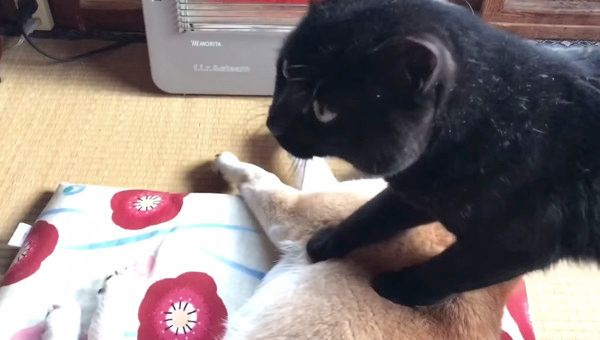 また犬を踏んづける猫