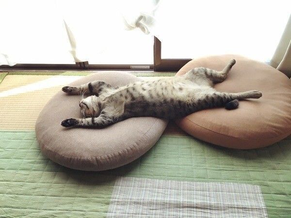 クッションでへそ天する猫