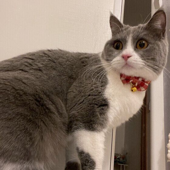 びっくりした顔のブリティッシュショートヘア