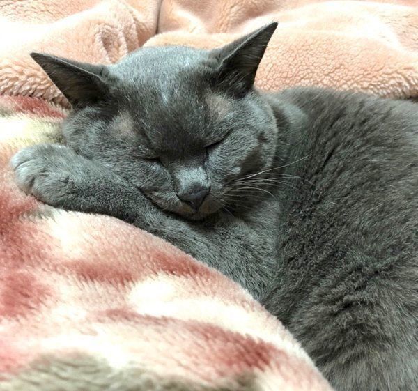 眠るニャーゴチンちゃん