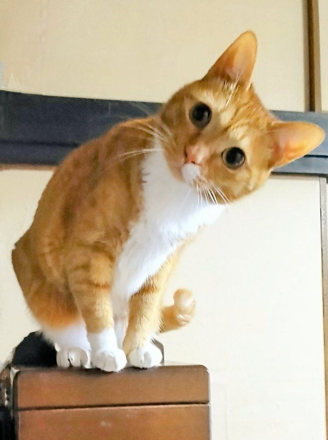 飼い主を見つめる猫