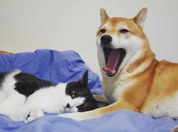 はちわれ猫のからしちゃんと柴犬のうららちゃん