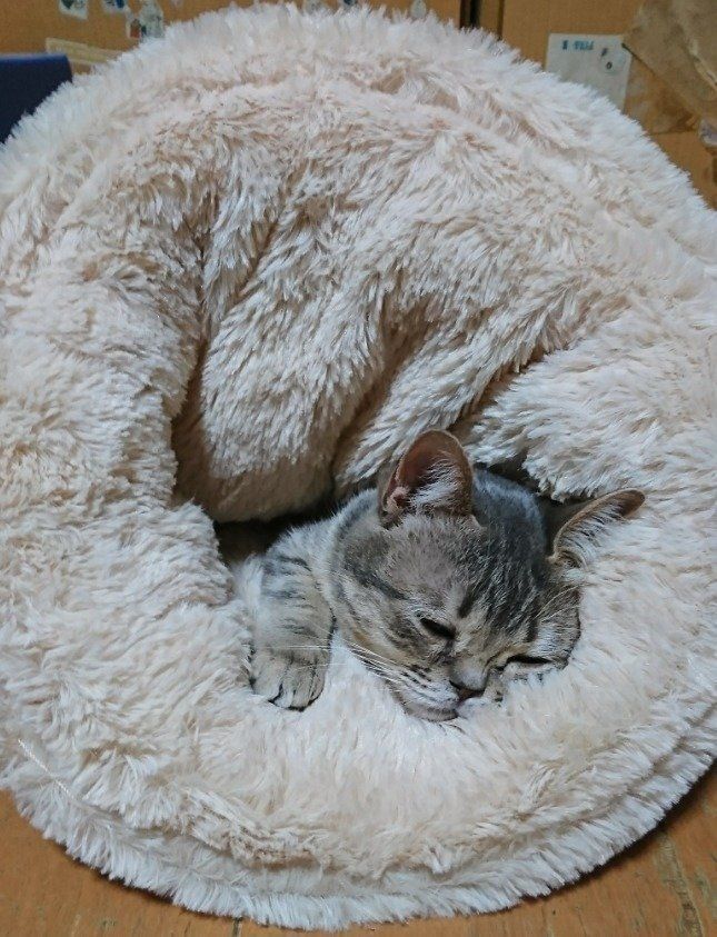 トロンとしているまるちゃん