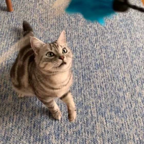 猫じゃらしで遊ぶアメリカンショートヘア