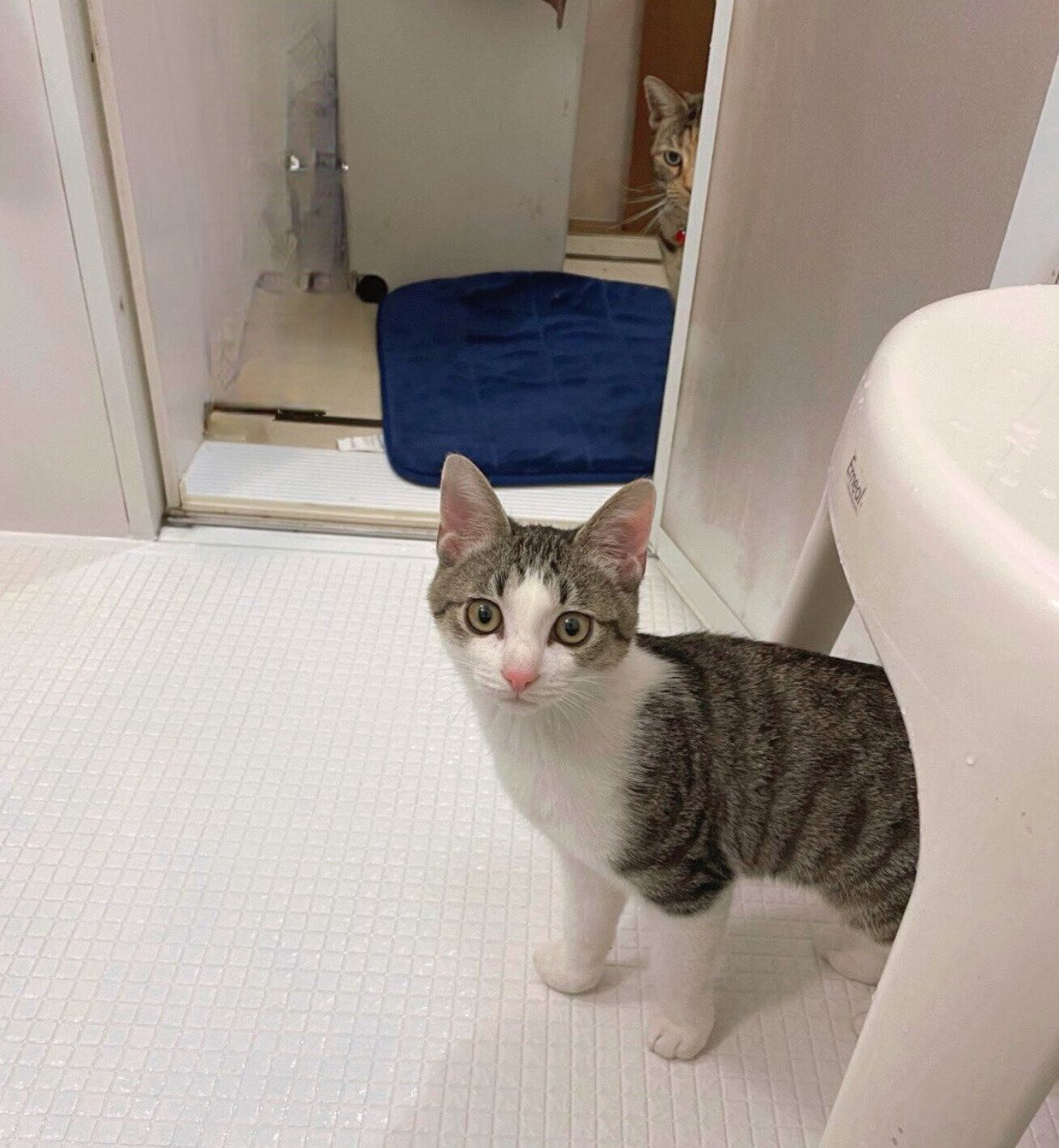 琥珀くんのことを見守る茶子さん