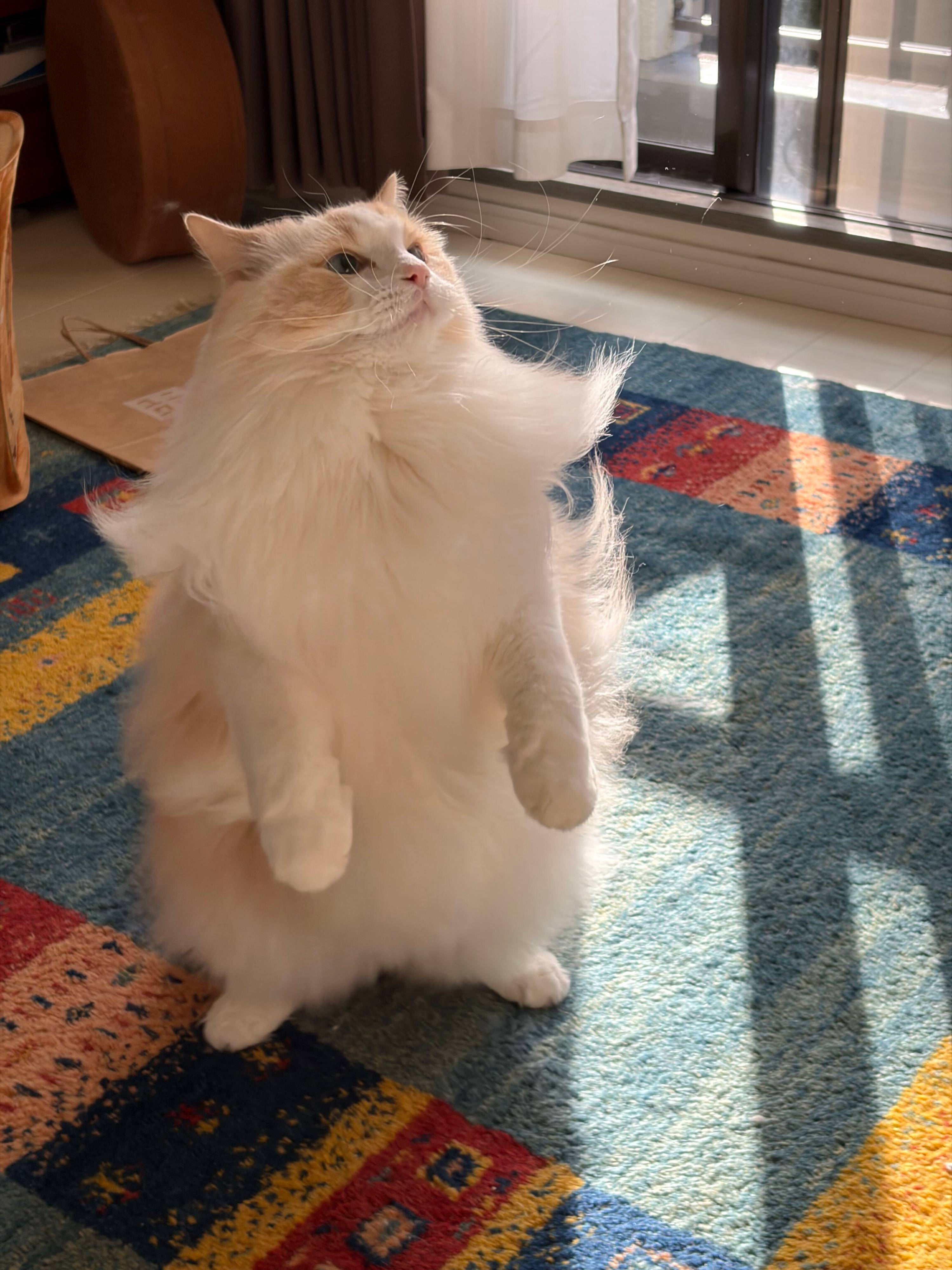 二本足で立つラグドール