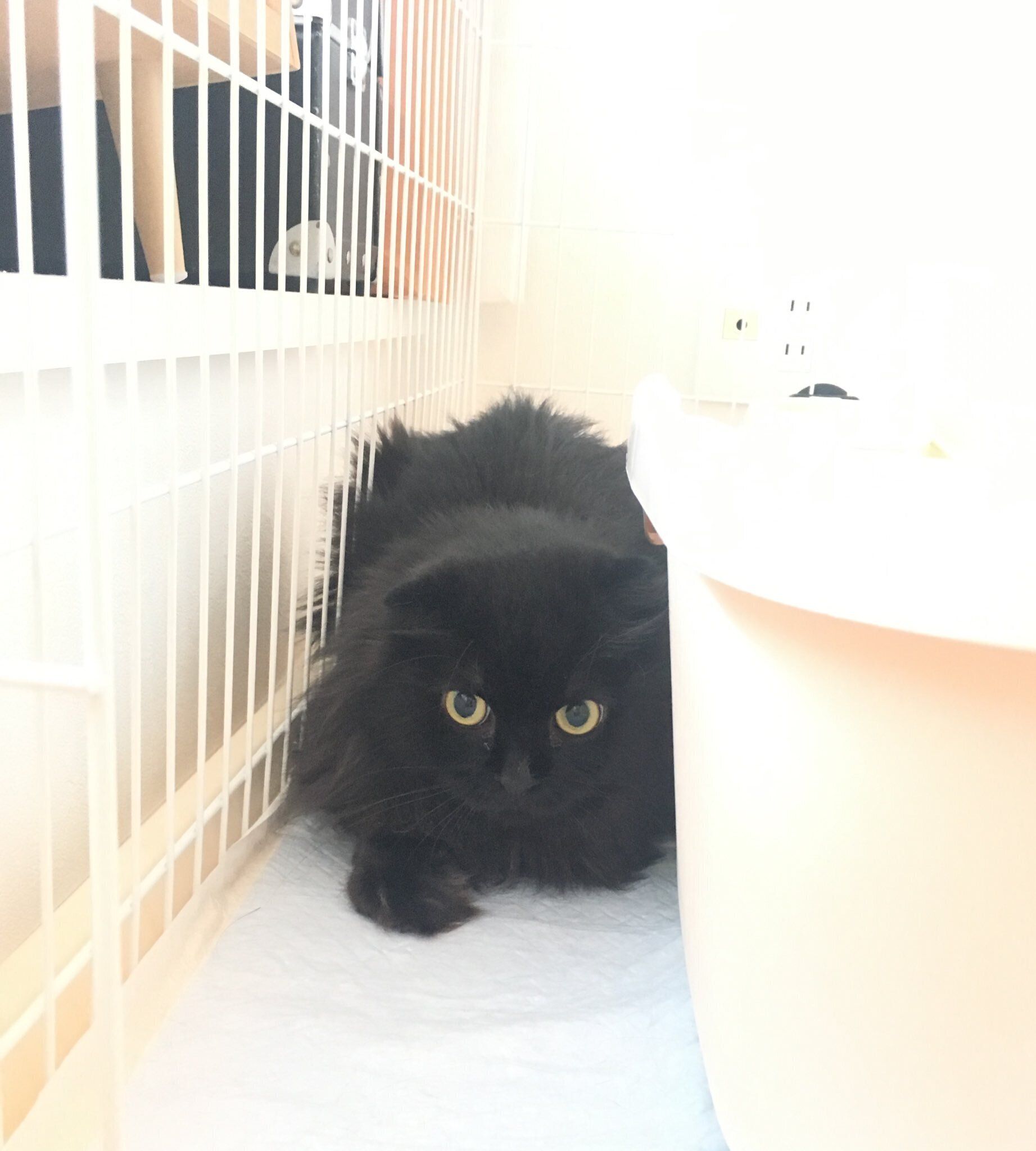 隙間に身を潜める6才の黒猫