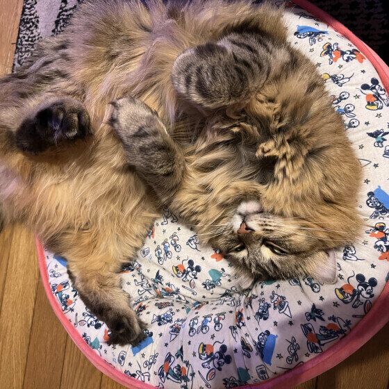 アメリカンカールのももちゃん