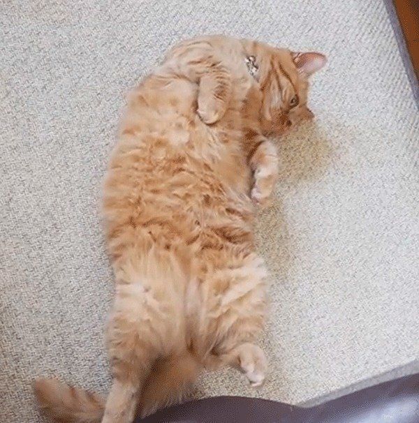 ヘソ天で寝るマンチカン