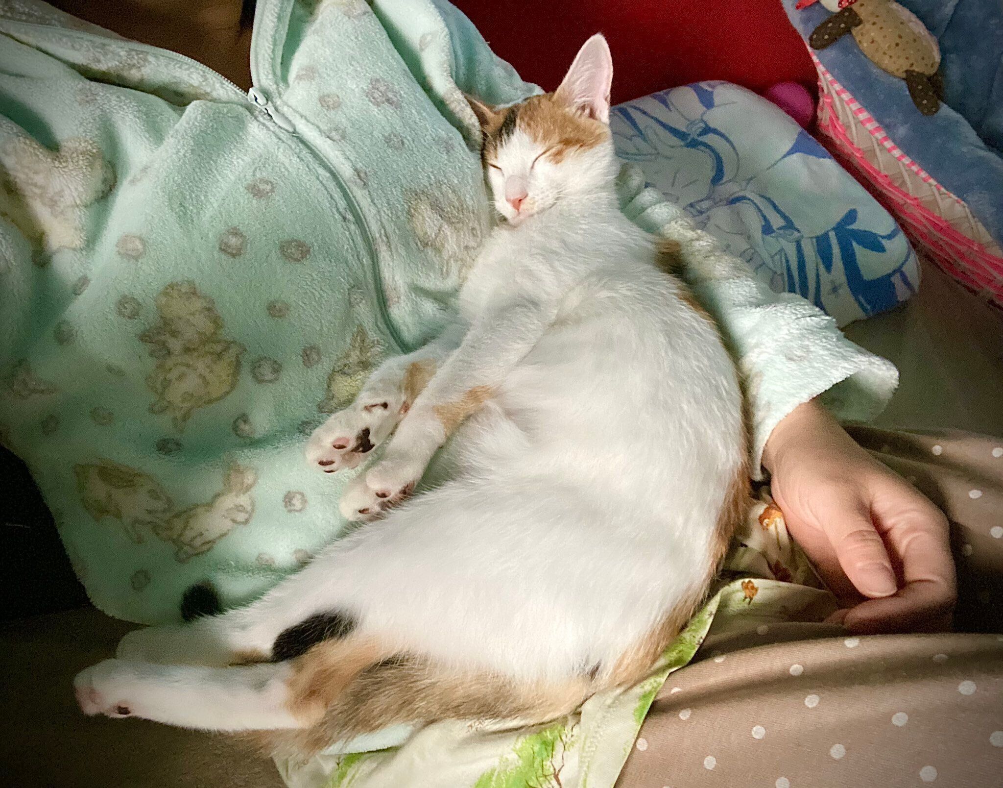 まったりするおこげちゃん