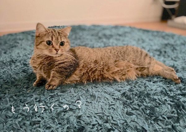 寝転がるきなこちゃん