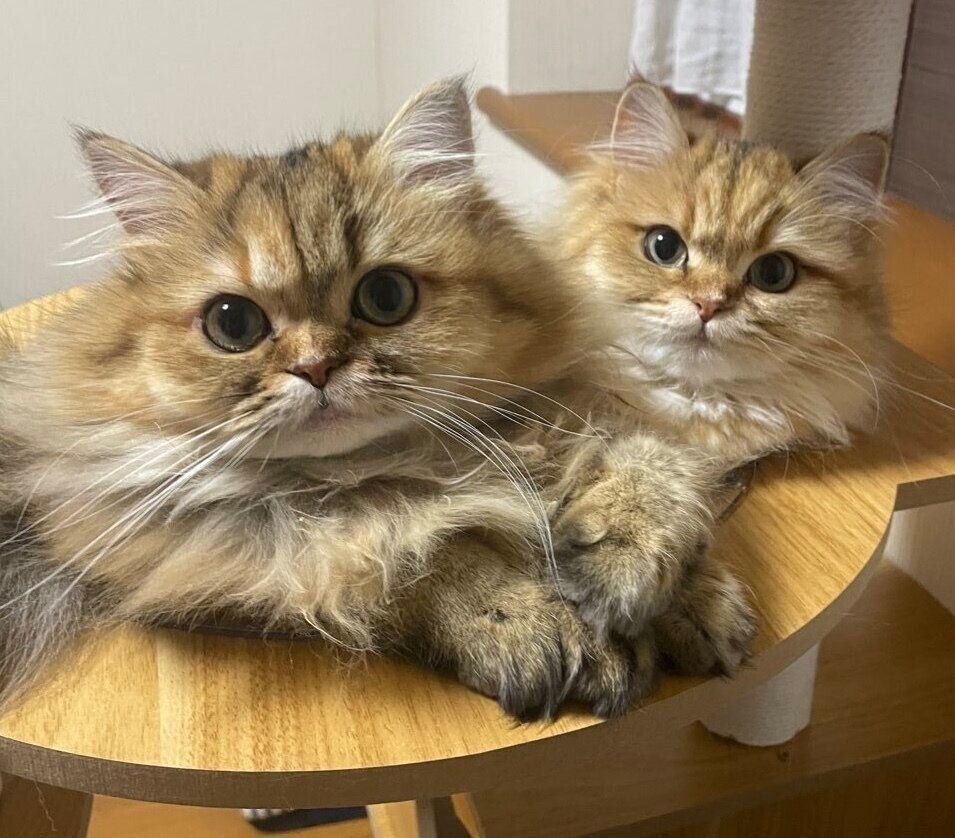 いつも一緒にいたころの2匹