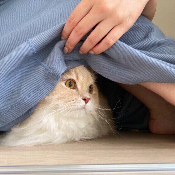 緊張して飼い主さんのスカートに隠れる猫（ミヌエット、オス）