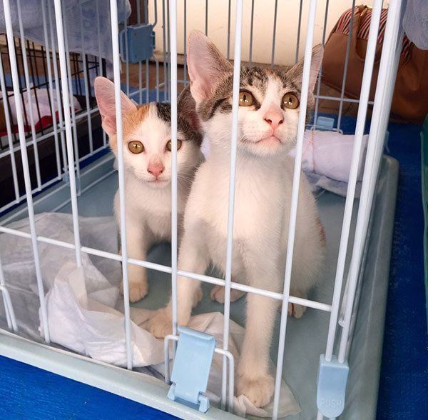 ジニアちゃん・カンナちゃん姉妹