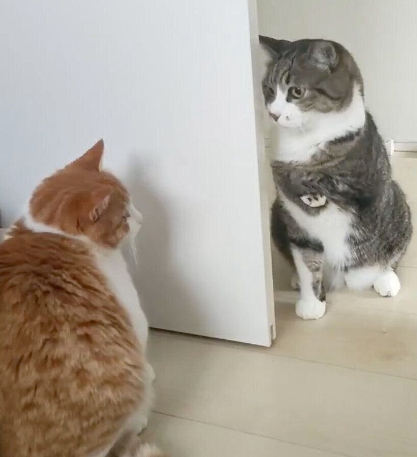 新入り保護子猫のことが気になる先住猫 ドアの陰に隠れながら「不審な