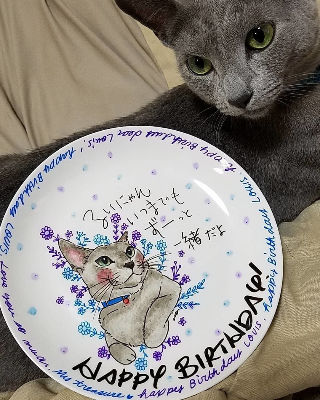 ロシアンブルーのルイくん