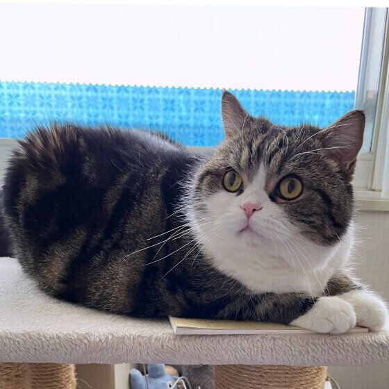 キャットタワーに乗る大福くん