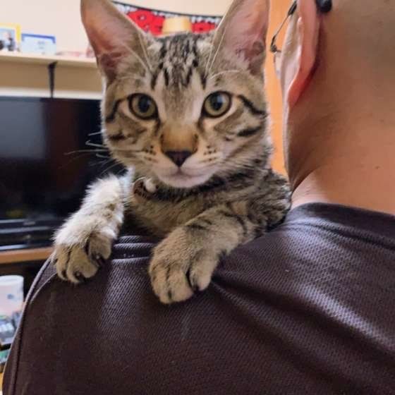 パパの肩が気に入っている太郎くん（MIX）