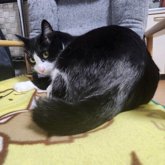 しっぽフリフリMIX黒×白