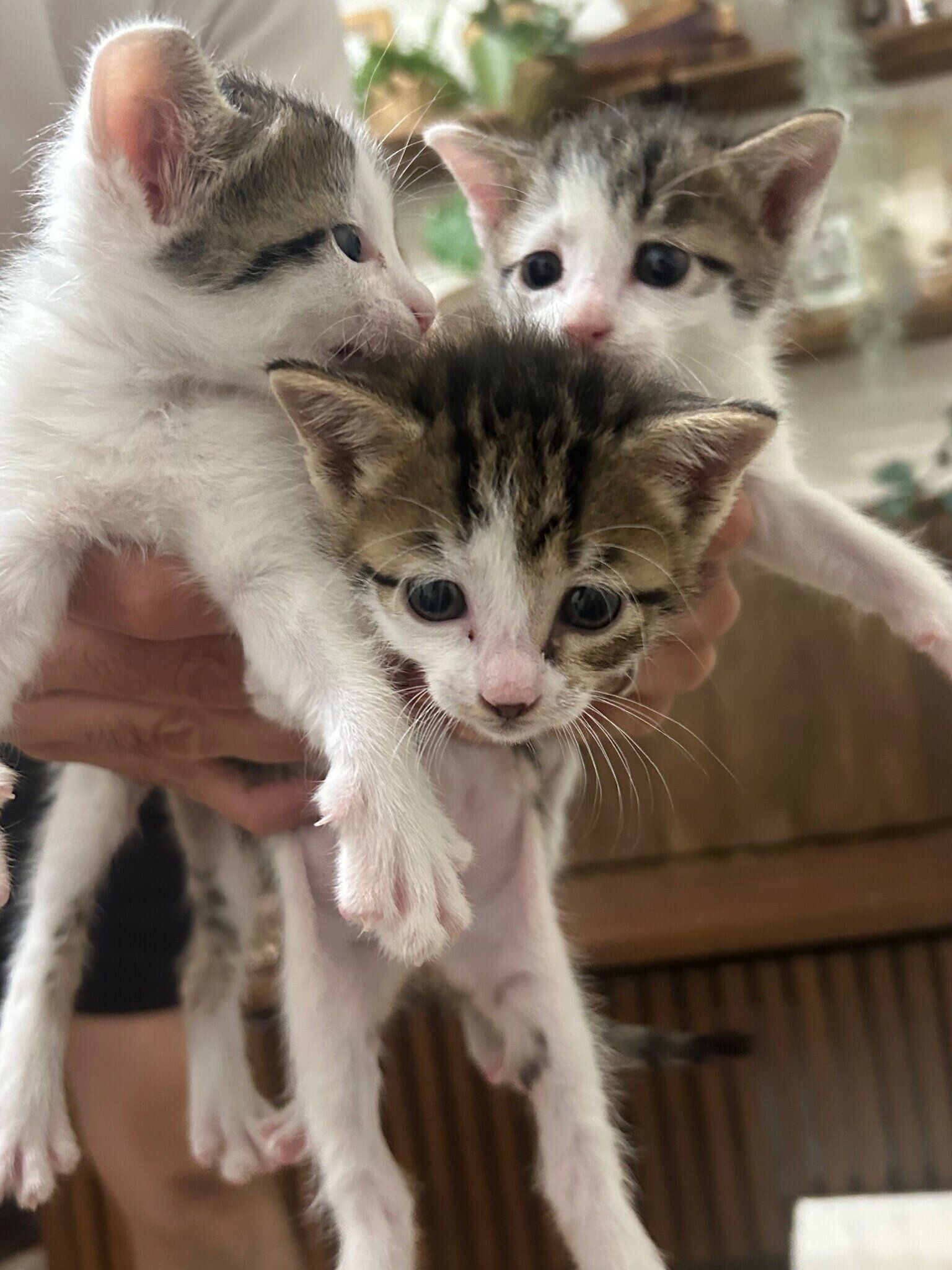 成長中の子猫たち