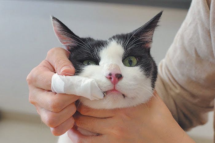 ガーゼでお口のお手入れをしてもらっている猫