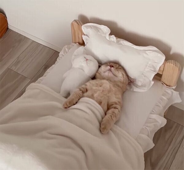 眠るころもくん