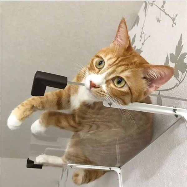 ニャンコの裏側