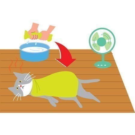 熱中症になった猫
