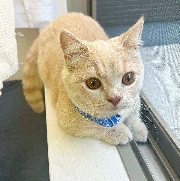 ニャルソックをするつくねくん